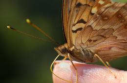 Flying Friend